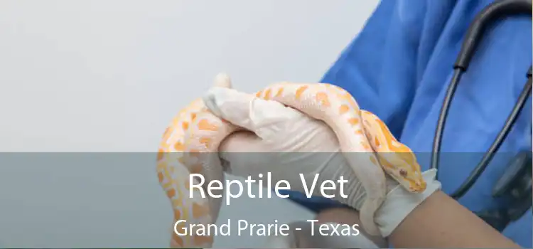 Reptile Vet Grand Prarie - Texas