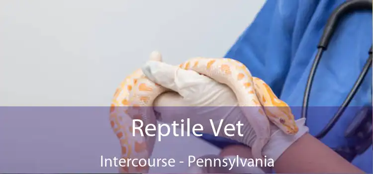 Reptile Vet Intercourse - Pennsylvania