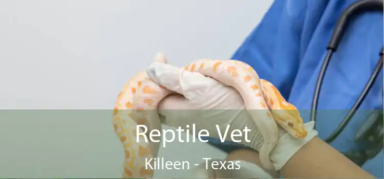 Reptile Vet Killeen - Texas