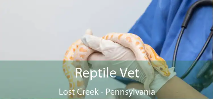 Reptile Vet Lost Creek - Pennsylvania