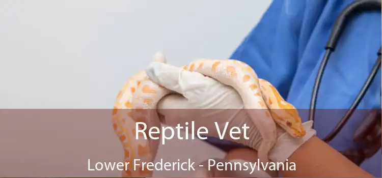 Reptile Vet Lower Frederick - Pennsylvania