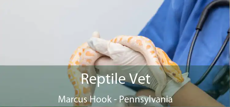 Reptile Vet Marcus Hook - Pennsylvania