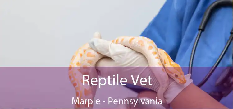 Reptile Vet Marple - Pennsylvania