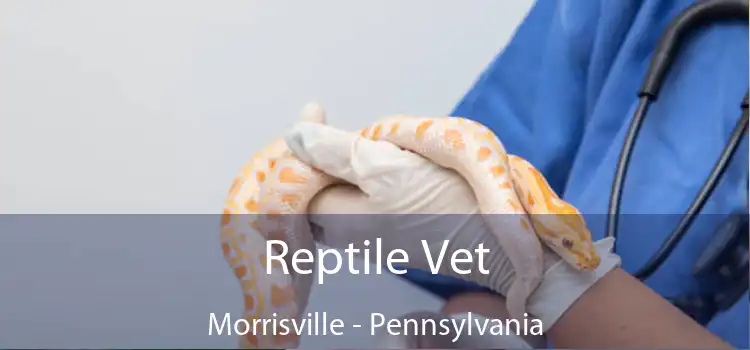Reptile Vet Morrisville - Pennsylvania