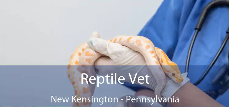 Reptile Vet New Kensington - Pennsylvania