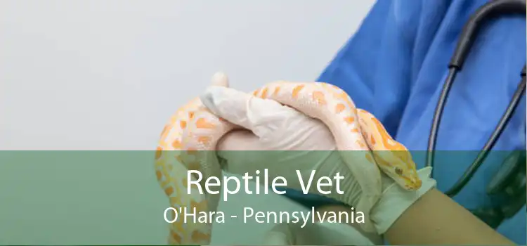 Reptile Vet O'Hara - Pennsylvania