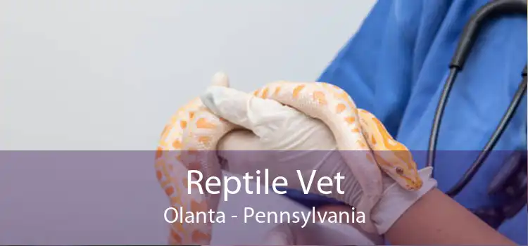 Reptile Vet Olanta - Pennsylvania