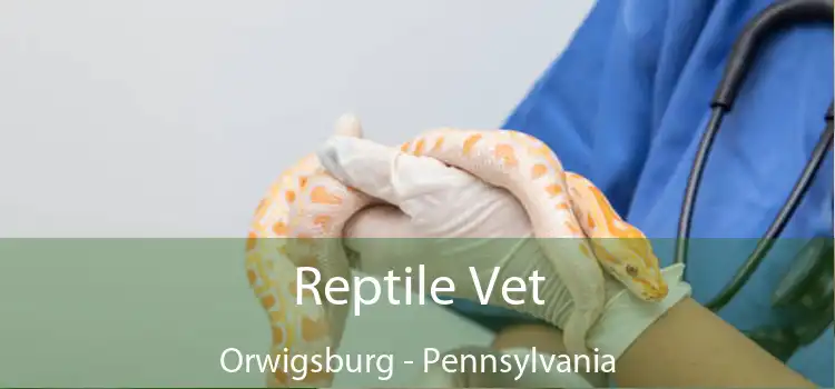Reptile Vet Orwigsburg - Pennsylvania
