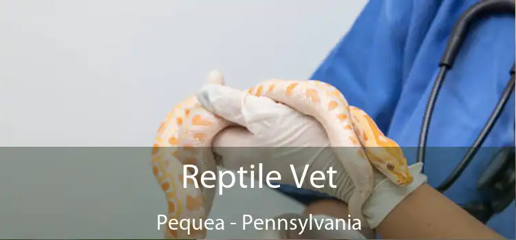 Reptile Vet Pequea - Pennsylvania