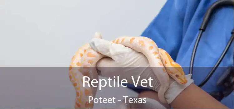Reptile Vet Poteet - Texas
