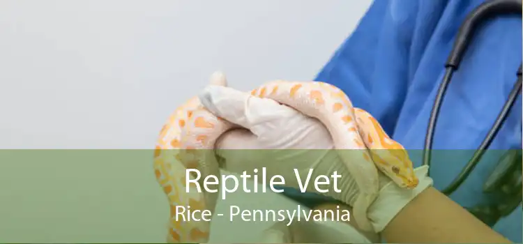 Reptile Vet Rice - Pennsylvania