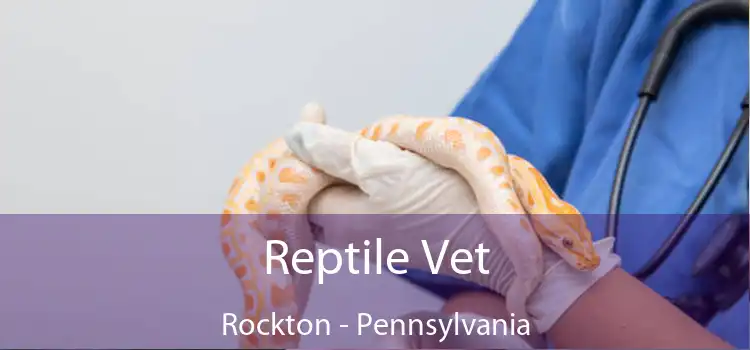 Reptile Vet Rockton - Pennsylvania