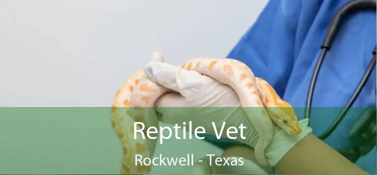 Reptile Vet Rockwell - Texas