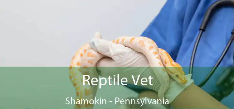 Reptile Vet Shamokin - Pennsylvania