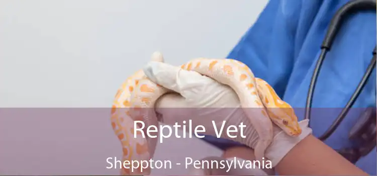Reptile Vet Sheppton - Pennsylvania