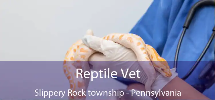 Reptile Vet Slippery Rock township - Pennsylvania