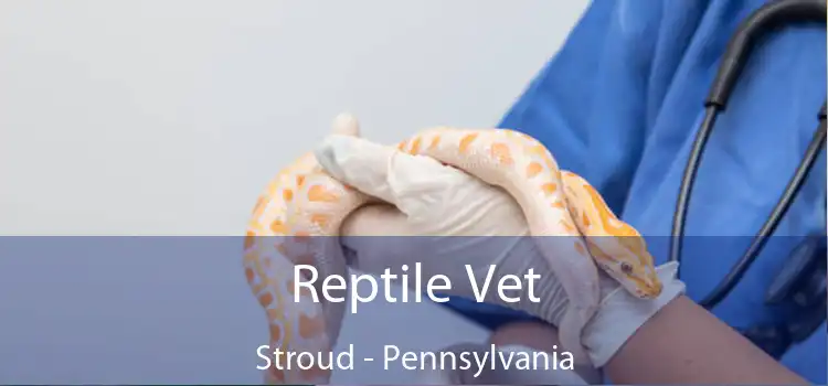 Reptile Vet Stroud - Pennsylvania