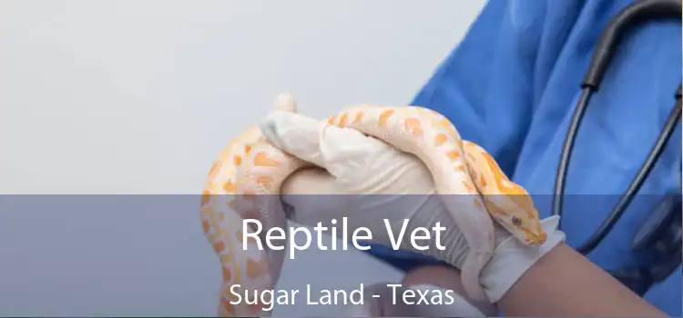 Reptile Vet Sugar Land - Texas