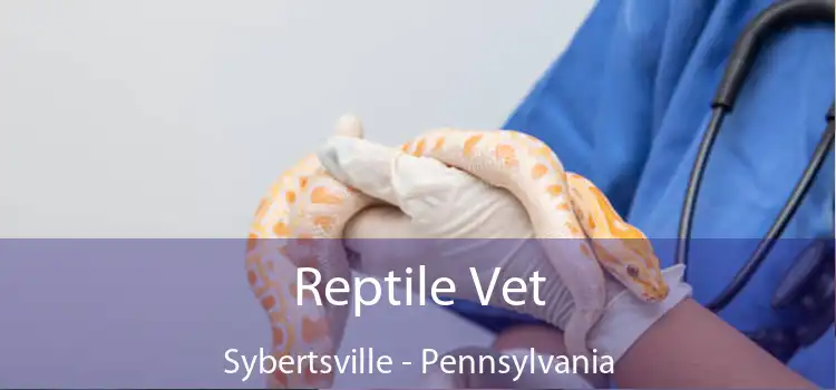 Reptile Vet Sybertsville - Pennsylvania