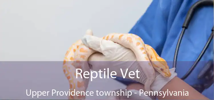 Reptile Vet Upper Providence township - Pennsylvania
