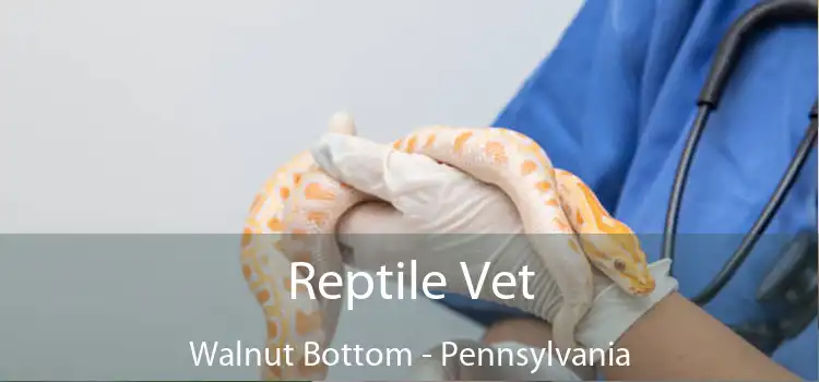 Reptile Vet Walnut Bottom - Pennsylvania