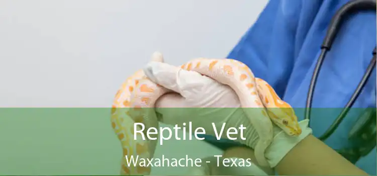 Reptile Vet Waxahache - Texas