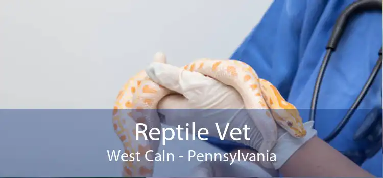 Reptile Vet West Caln - Pennsylvania
