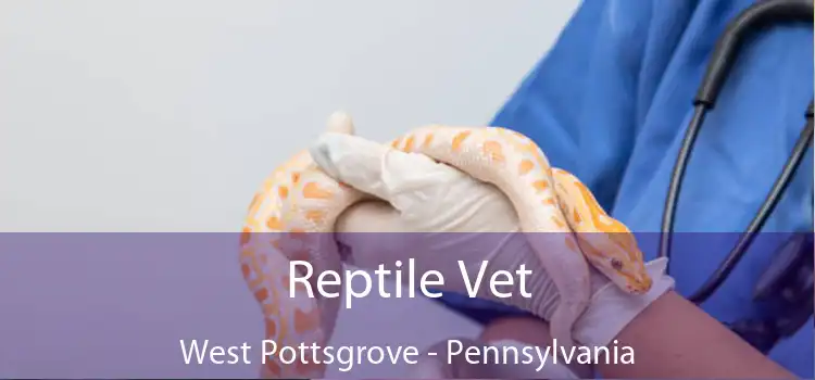 Reptile Vet West Pottsgrove - Pennsylvania
