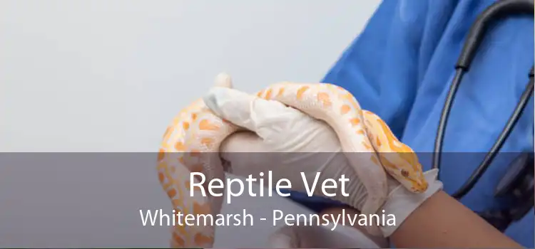 Reptile Vet Whitemarsh - Pennsylvania