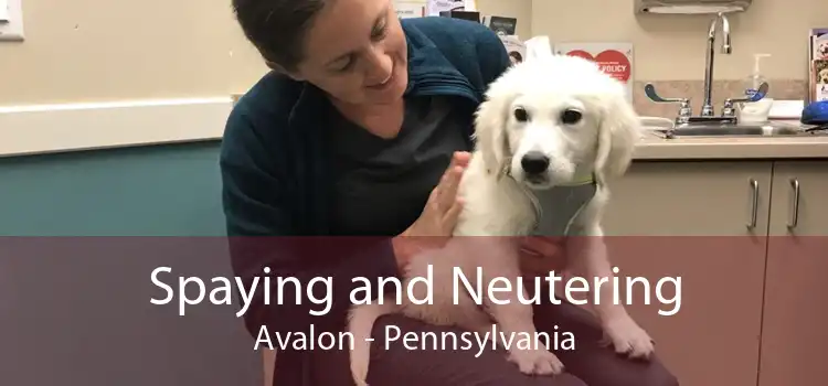 Spaying and Neutering Avalon - Pennsylvania
