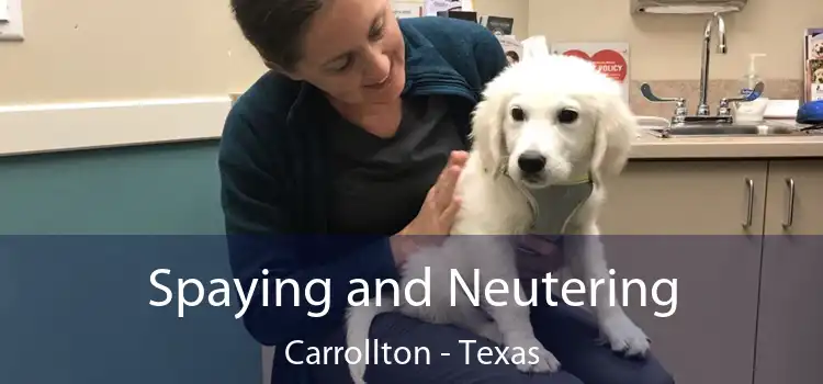 Spaying and Neutering Carrollton - Texas