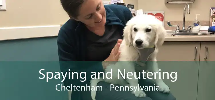 Spaying and Neutering Cheltenham - Pennsylvania
