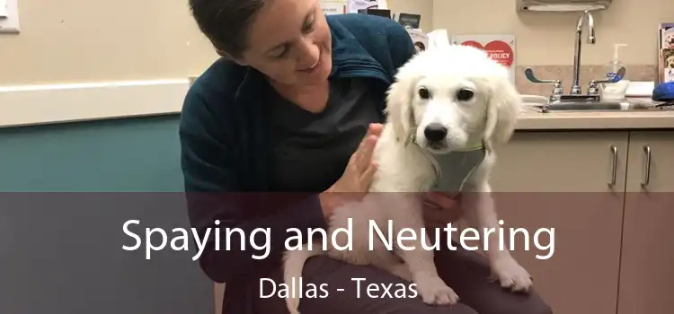 Spaying and Neutering Dallas - Texas