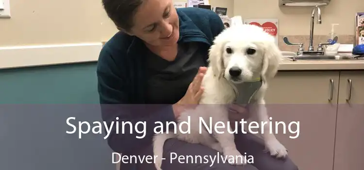 Spaying and Neutering Denver - Pennsylvania