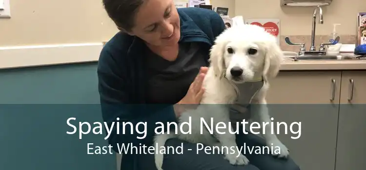 Spaying and Neutering East Whiteland - Pennsylvania