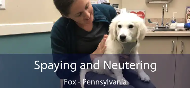 Spaying and Neutering Fox - Pennsylvania