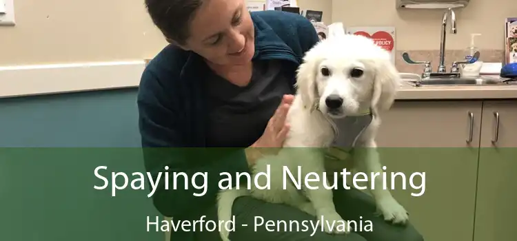 Spaying and Neutering Haverford - Pennsylvania
