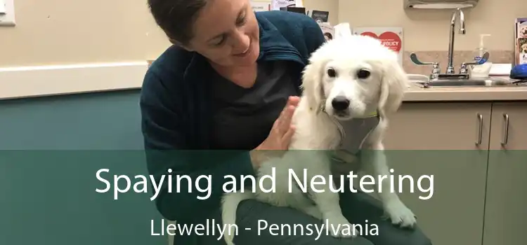 Spaying and Neutering Llewellyn - Pennsylvania