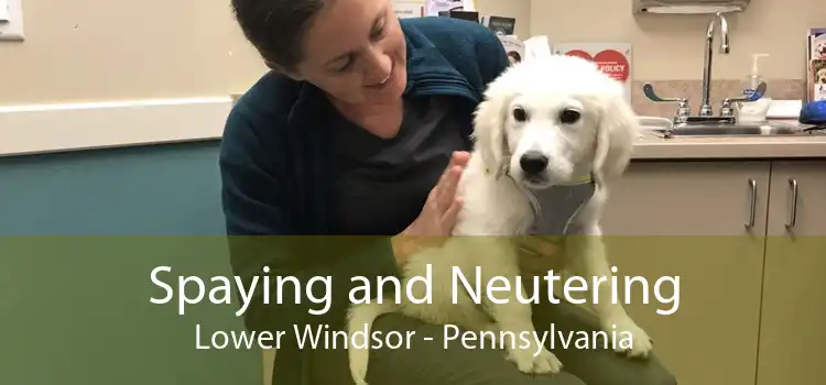 Spaying and Neutering Lower Windsor - Pennsylvania