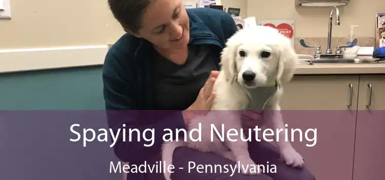 Spaying and Neutering Meadville - Pennsylvania