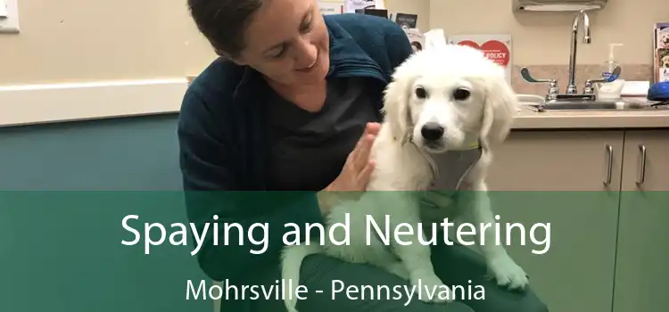 Spaying and Neutering Mohrsville - Pennsylvania