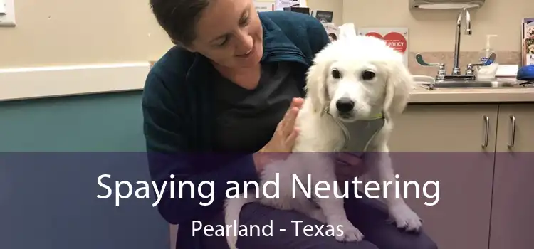 Spaying and Neutering Pearland - Texas