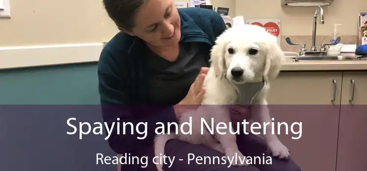 Spaying and Neutering Reading city - Pennsylvania