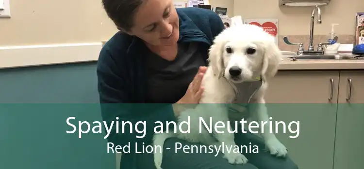 Spaying and Neutering Red Lion - Pennsylvania
