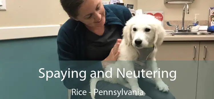 Spaying and Neutering Rice - Pennsylvania