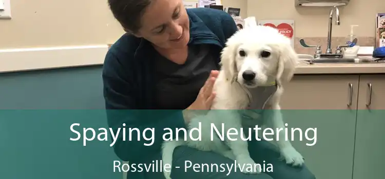 Spaying and Neutering Rossville - Pennsylvania
