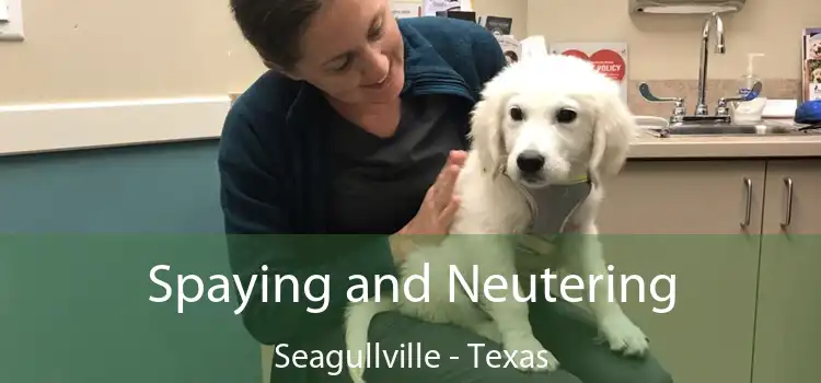 Spaying and Neutering Seagullville - Texas