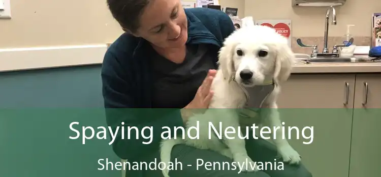 Spaying and Neutering Shenandoah - Pennsylvania