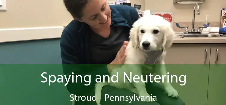 Spaying and Neutering Stroud - Pennsylvania