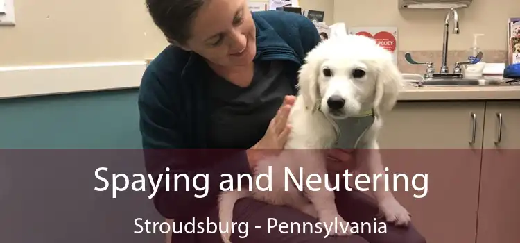 Spaying and Neutering Stroudsburg - Pennsylvania